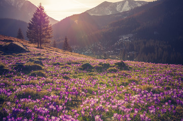 Fototapeta premium Tatra mountains, Poland, crocuses in Chocholowska valley, spring
