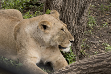 Female Lion, Serengeti