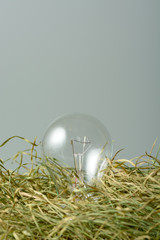 Environmentally unfriendly incandescent bulb on the dry grass