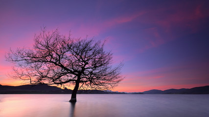 Fototapeta na wymiar Beautiful sunset over a solitary tree into a lake