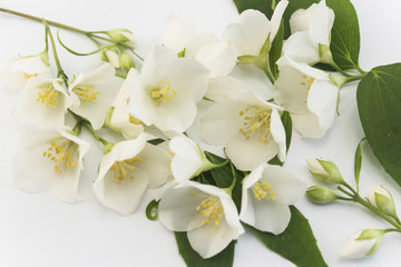 Fototapeta premium Jasmine on a White Background