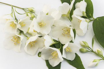 Jasmine on a White Background