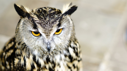 Owl focused on the subject. Blurred background.
