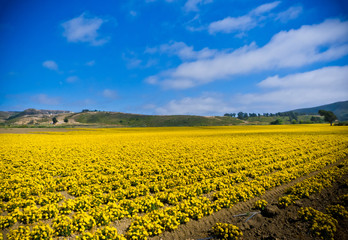 Yellow Fields