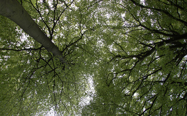 Looking up through the trees