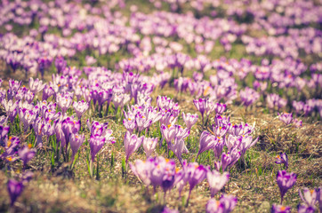 Obraz premium Blooming crocuses in spring, Chocholowska valley, Tatra mountains, Poland