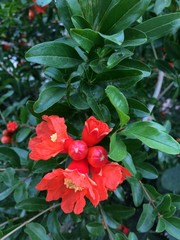 Pomegranate, flower, Mediterranean fruit, nature, spring, nature, red, 