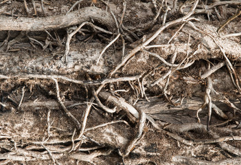 Complex interlacing, withered tree branches, mystical image