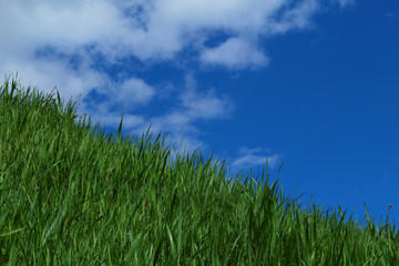 Blue sky, green grass slope.