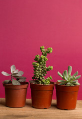 Beauty succulent background