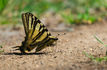 Fototapeta na wymiar Un papillon Machaon sur le sol. Gros plan.