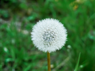Pusteblume