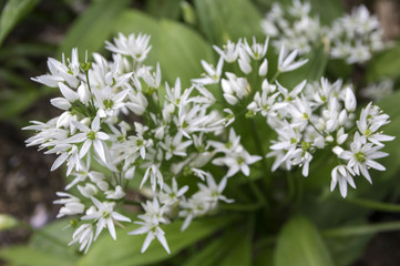 Allium ursinum bear's garlic in bloom
