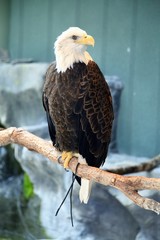 Bald Eagle sitting at tree branch