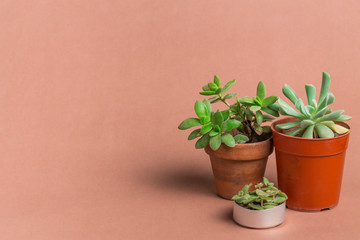 Beauty succulent background