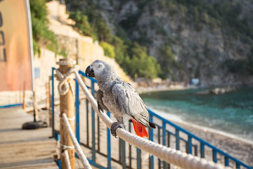 Gray African Parrot on the mediterranean background. © ale_koziura