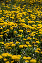 A lot of dandelions on a sunny day. Yellow flowers