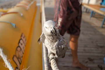 Gray African Parrot sitting on the rope. © ale_koziura