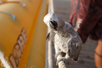 Gray African Parrot look in the camera. © ale_koziura