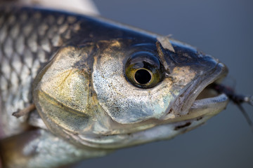 Chub fish caught on fly