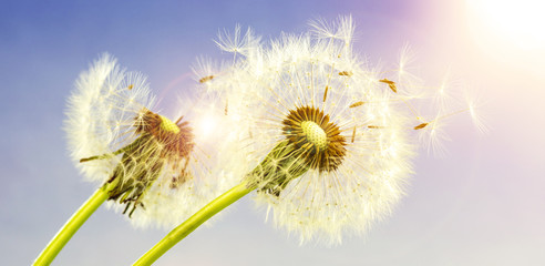 zwei Pusteblumen (Löwenzahn) im Sonnenschein © Visions-AD