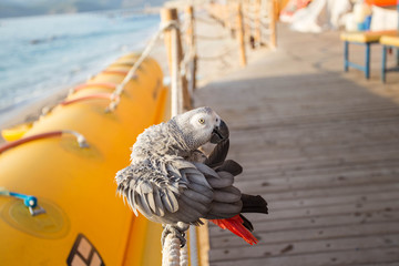 Gray African Parrot cleaning feathers. © ale_koziura