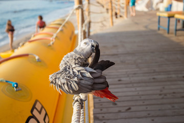Gray African Parrot cleaning feathers. © ale_koziura