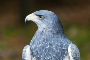 Black chested buzzard eagle, Aguja, Grey Eagle-Buzzard