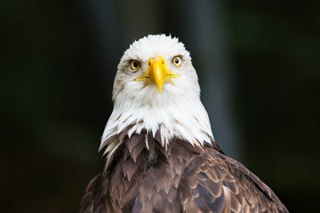 Portrait of Bald eagle (Haliaeetus leucocephalus)