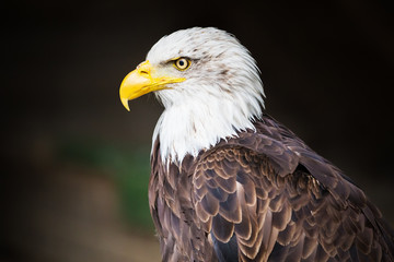 Portrait of Bald eagle (Haliaeetus leucocephalus)