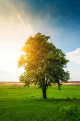 Obraz na płótnie Canvas Lonely tree on a sunny meadow