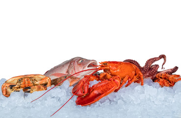 Fresh seafood isolated on white background