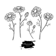 Chamomile vector drawing set. Isolated daisy wild flower and leaves. Herbal engraved style illustration.