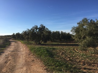 olive grove 