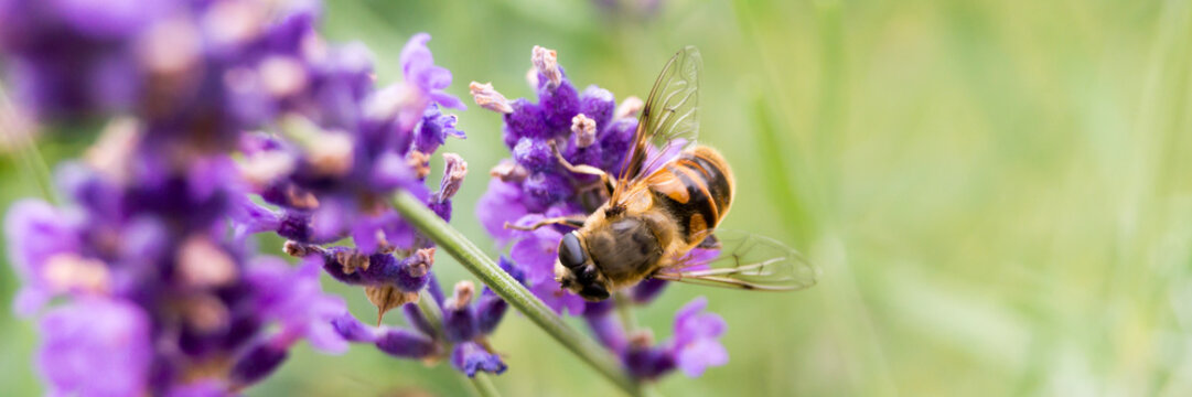 Biene sammelt Pollen - Banner