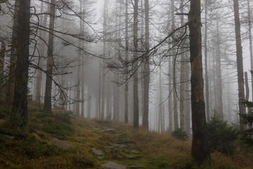 The old and autumn forest in Harz, Germany