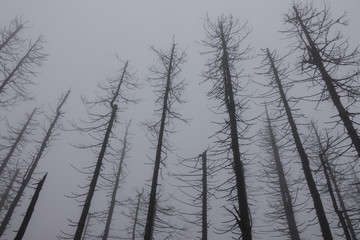 The old and autumn forest in Harz, Germany