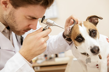Young male veterinarian using otoscope during ears examination of a dog