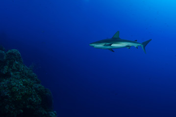 A white tip reef shark swimming through the deep blue tropical water in Grand Cayman. This predator is feared by many but is actually little harm to humans. Shark stocks are in decline