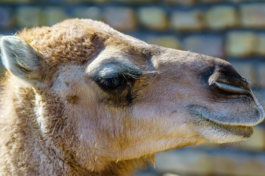 Closeup of camel face and eyes in Iran