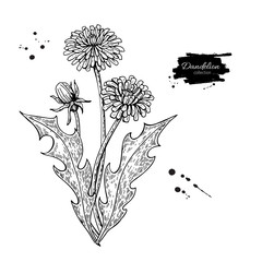 Fototapeta premium Zestaw rysunków wektor kwiat mniszka lekarskiego. Na białym tle dzikie rośliny i liście. Grawerowane ziołowe