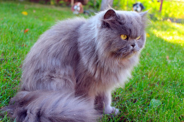 Naklejka na ściany i meble Persian cat on the grass