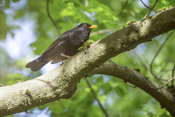 blackbird on a tree