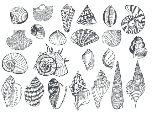Set of sea shells of different shapes, drawn in black liner. Handmade. Vector