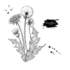 Fototapeta premium Zestaw do rysowania kwiat wektor mniszek. Odosobniona dzika roślina i liście. Ziołowy grawerowany styl
