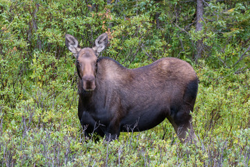 The Shiras Moose of Colorado