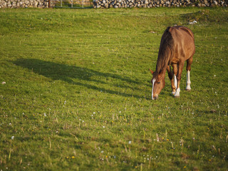 Horse eating grazing grass in a field,