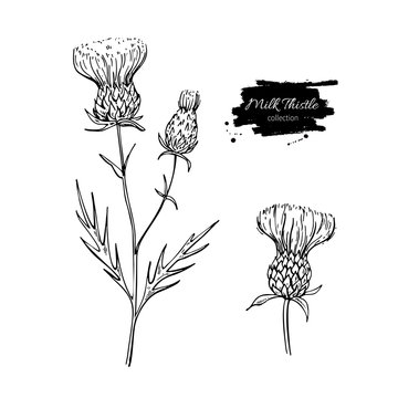 Milk thistle flower vector drawing set. Isolated wild plant and leaves. Herbal engraved style illustration