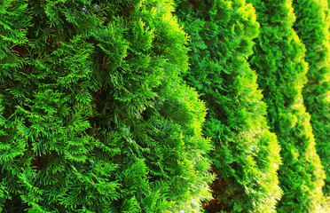 Green Hedge of Thuja Trees
