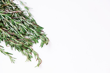 Young rosemary sprigs isolated on white background. Open space for your text.